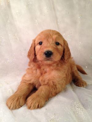Standard Red Puppies For Sale In Iowa By Iowa's Top Goldendoodle Breeder Purebredpups!